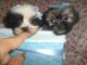 Shih Tzu Puppies for sale in West Bloomfield Township, MI, USA. price: NA