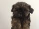 Shih Tzu Puppies for sale in Myrtle Beach, SC, USA. price: NA