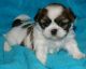 Shih Tzu Puppies for sale in Bloomington, IN, USA. price: NA