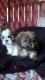 Shih Tzu Puppies for sale in NJ-17, Paramus, NJ 07652, USA. price: NA