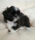Shih Tzu Puppies for sale in New York, NY 10119, USA. price: NA