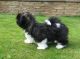Shih Tzu Puppies for sale in New York, NY 10119, USA. price: NA