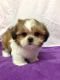 Shih Tzu Puppies for sale in Avon, OH 44011, USA. price: NA