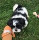 Shih Tzu Puppies for sale in Barrytown, NY 12507, USA. price: NA