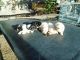 Shih Tzu Puppies for sale in Compton, CA 90222, USA. price: NA