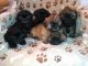 Shih Tzu Puppies for sale in Lynchburg, VA, USA. price: NA