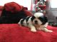 Shih Tzu Puppies for sale in Colorado St, Austin, TX 78701, USA. price: NA
