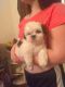 Shih Tzu Puppies for sale in Bedford, OH 44146, USA. price: NA