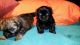 Shih Tzu Puppies for sale in 29018 Tatum Rd, Unionville, VA 22567, USA. price: NA