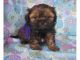 Shih Tzu Puppies for sale in Brierfield, AL 35035, USA. price: NA