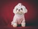 Shih Tzu Puppies for sale in Brierfield, AL 35035, USA. price: NA