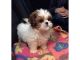Shih Tzu Puppies for sale in Mechanicsville, MD 20659, USA. price: NA