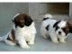 Shih Tzu Puppies for sale in Pottsboro Rd, Denison, TX 75020, USA. price: NA