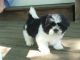 Shih Tzu Puppies for sale in East Hartland, CT 06027, USA. price: NA
