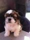 Shih Tzu Puppies for sale in 30 Lewis Road, Camarillo, CA 93010, USA. price: NA