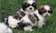 Shih Tzu Puppies for sale in Portland, ME, USA. price: NA