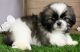 Shih Tzu Puppies for sale in Williamston, MI 48895, USA. price: NA