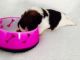 Shih Tzu Puppies for sale in Texas City, TX, USA. price: NA