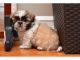 Shih Tzu Puppies for sale in Broomes Island Rd, Port Republic, MD 20676, USA. price: NA