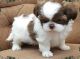Shih Tzu Puppies for sale in Independence, MO, USA. price: NA