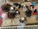Shih Tzu Puppies for sale in Texas Charter Township, MI, USA. price: NA