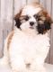 Shih Tzu Puppies for sale in New York Ranch Rd, Jackson, CA 95642, USA. price: NA