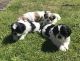 Shih Tzu Puppies for sale in New York Ranch Rd, Jackson, CA 95642, USA. price: NA