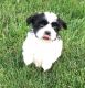 Shih Tzu Puppies for sale in Conneaut, OH 44030, USA. price: NA