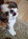 Shih Tzu Puppies for sale in Los Angeles, CA 90017, USA. price: NA