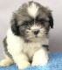 Shih Tzu Puppies for sale in New York, IA 50238, USA. price: NA