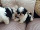 Shih Tzu Puppies for sale in Addison, TX 75001, USA. price: $500