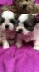Shih Tzu Puppies for sale in Nevada City, CA 95959, USA. price: NA