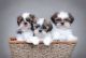 Shih Tzu Puppies for sale in Nevada City, CA 95959, USA. price: NA