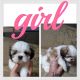 Shih Tzu Puppies for sale in Martinsville, VA 24112, USA. price: NA