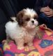 Shih Tzu Puppies for sale in Cambridge, MA, USA. price: NA