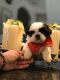 Shih Tzu Puppies for sale in Belleview, FL 34420, USA. price: NA
