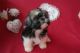 Shih Tzu Puppies for sale in Maitland, FL, USA. price: NA