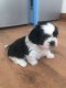 Shih Tzu Puppies for sale in Little River-Academy, TX 76554, USA. price: NA
