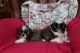 Shih Tzu Puppies for sale in Little River-Academy, TX 76554, USA. price: NA