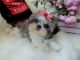 Shih Tzu Puppies for sale in Little River-Academy, TX 76554, USA. price: $300