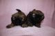Shih Tzu Puppies for sale in Portland, OR, USA. price: NA
