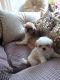 Shih Tzu Puppies for sale in Memphis, TN 37501, USA. price: NA