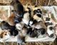 Shih Tzu Puppies for sale in Hopewell, VA 23860, USA. price: NA