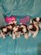 Shih Tzu Puppies for sale in Cumming, GA 30040, USA. price: $600