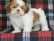 Shih Tzu Puppies for sale in FL-436, Casselberry, FL, USA. price: NA