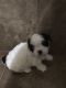 Shih Tzu Puppies for sale in Katy, TX, USA. price: NA