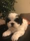 Shih Tzu Puppies for sale in Downey, CA 90241, USA. price: $1,200