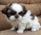 Shih Tzu Puppies for sale in Clayton, NC, USA. price: $500