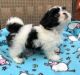 Shih Tzu Puppies for sale in Mobile, AL, USA. price: NA