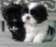 Shih Tzu Puppies for sale in Clarksville, TN, USA. price: $250
